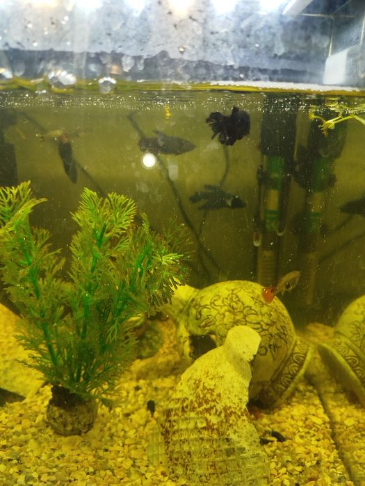 Peixes bettas para venda  criaçao própria