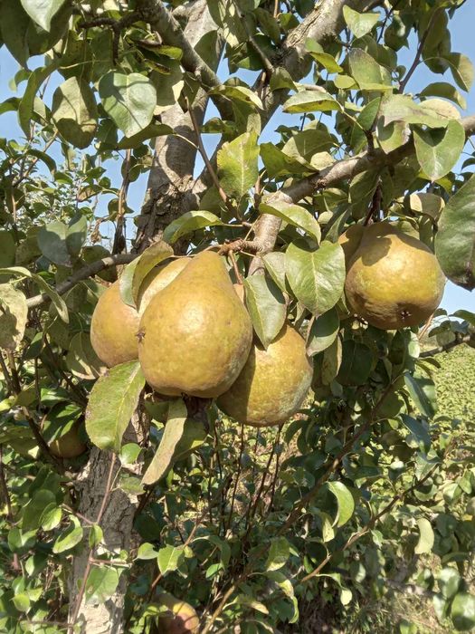 Продаються садженці місто Рогатин Івано-Франківська область