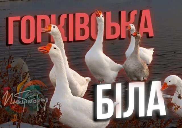 Яйце інкубаційне Горьківська Біла