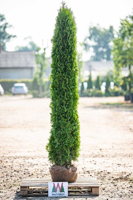 Thuja TOSCAN 'Smaragd' PROMOCJA Tuja Żywotnik zachodni TOSCAN