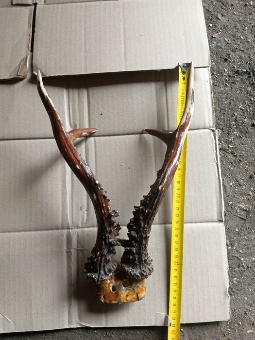 Рога самця козулі. Сухі