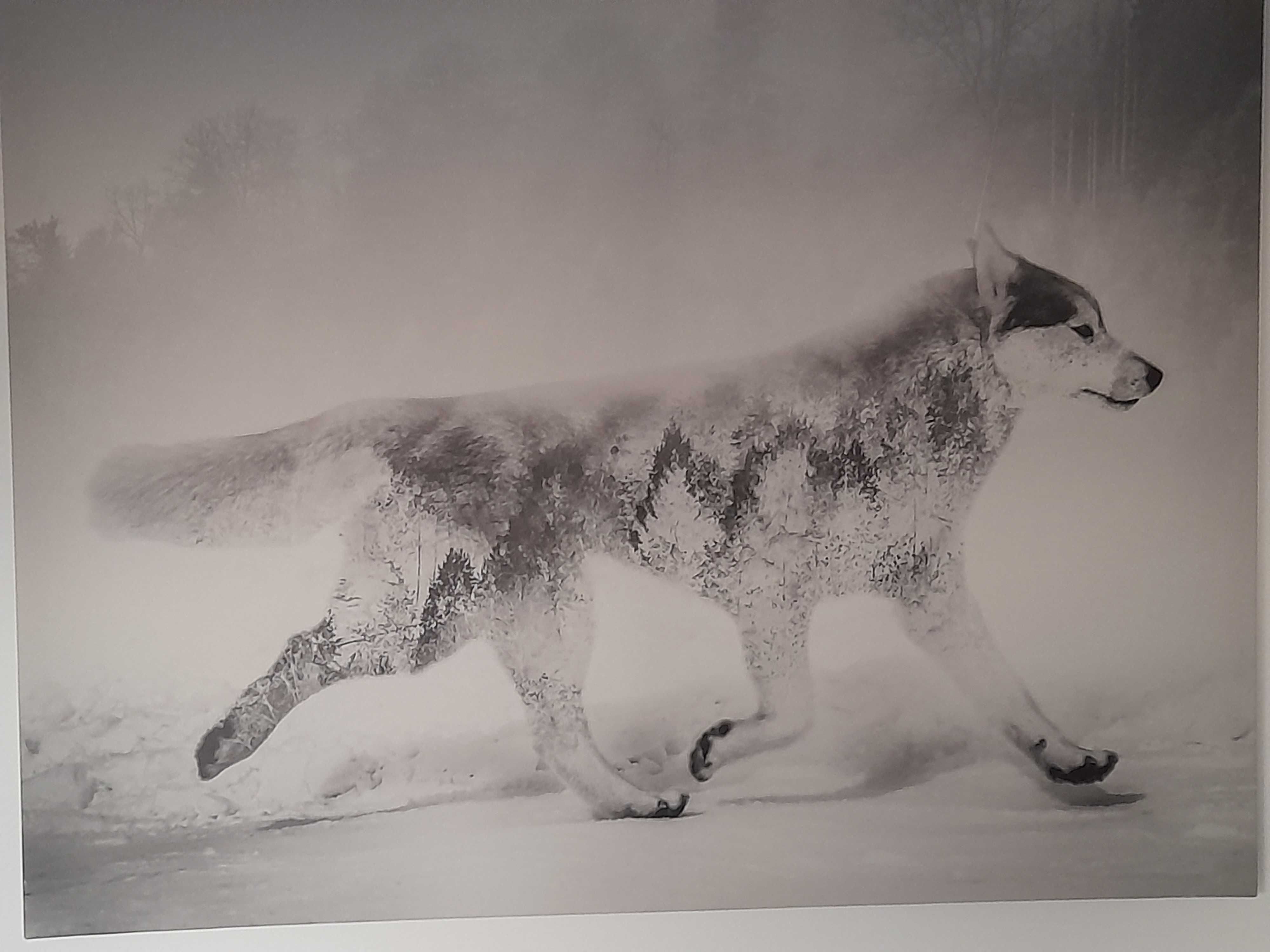 Obraz na płótnie biegnąca wilczyca