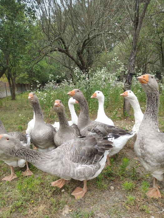 Gęsina Gęsi białe kołudzkie na mięso lub do dalszej hodowli
