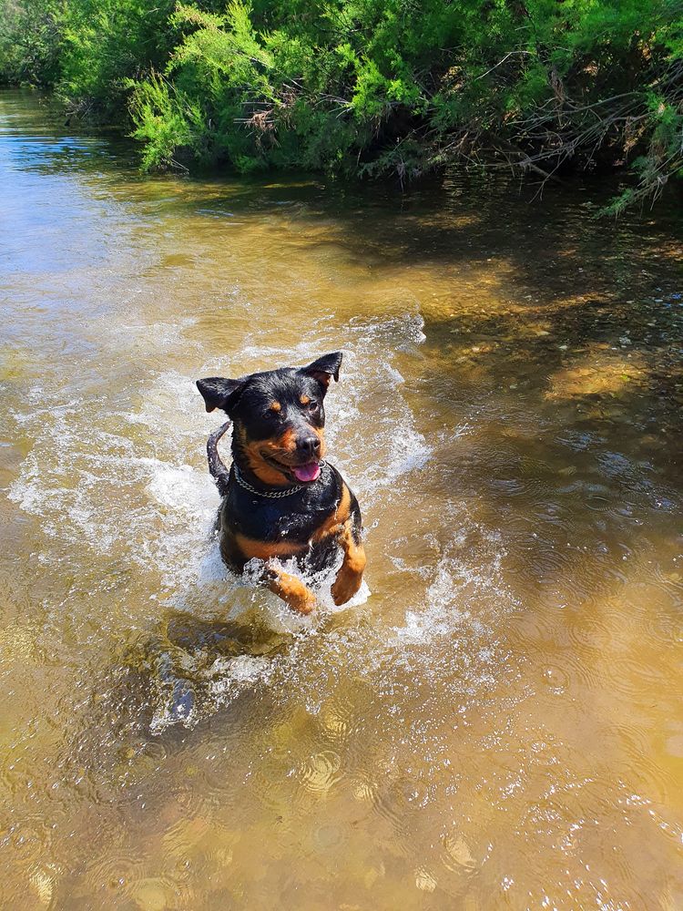 Adocao responsavel Rottweiler femea