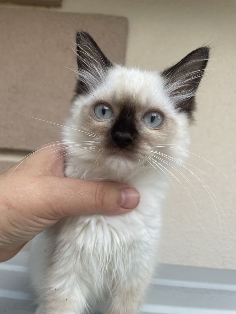 Kocurek i koteczka Ragdoll lub do hodowli