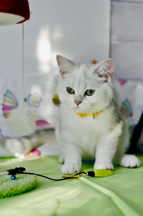 Срібна шиншила. Британські кошенята