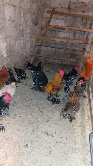 Мільфлери.Декоративні курочки.