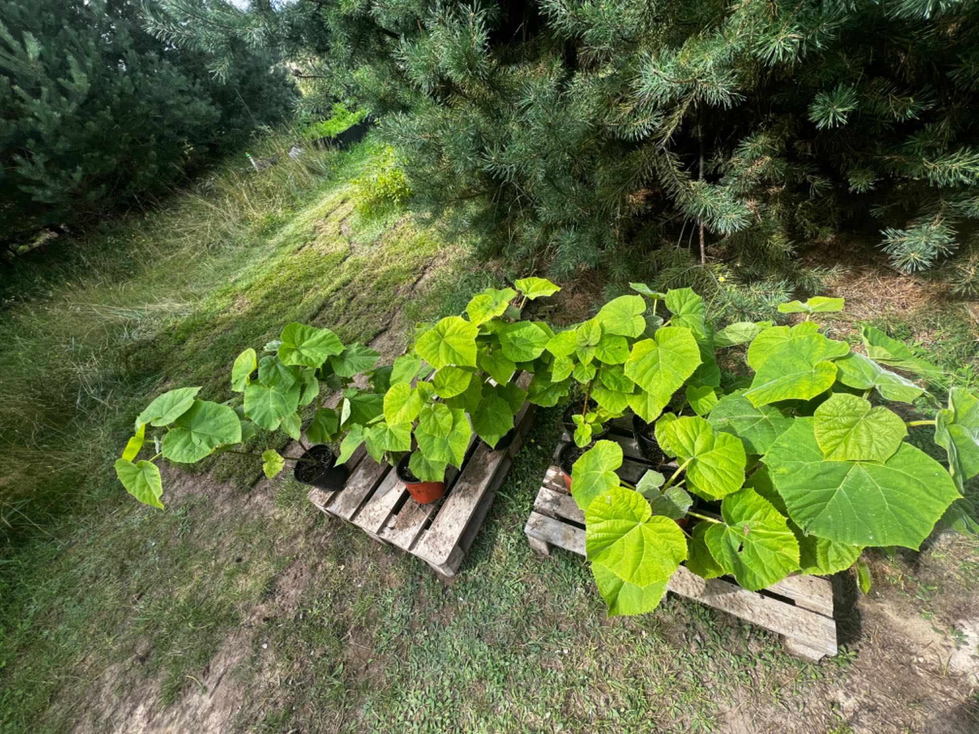 Paulownia drzewo sadzonka paulownie najszybciej rosnące drzewa
