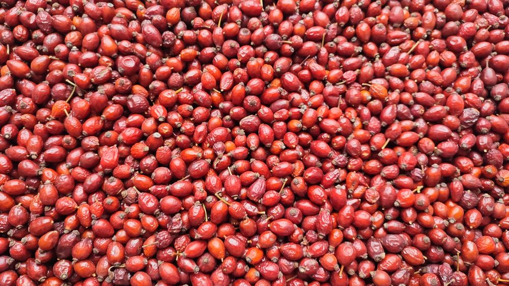 Шиповник сушёный 110 грн