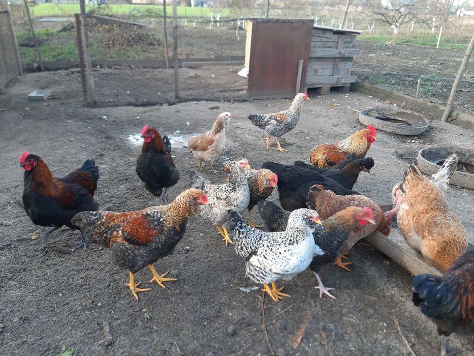 Яйце інкубаційне