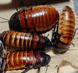 Karaczan madagaskarski (Gromphadorhina portentosa)