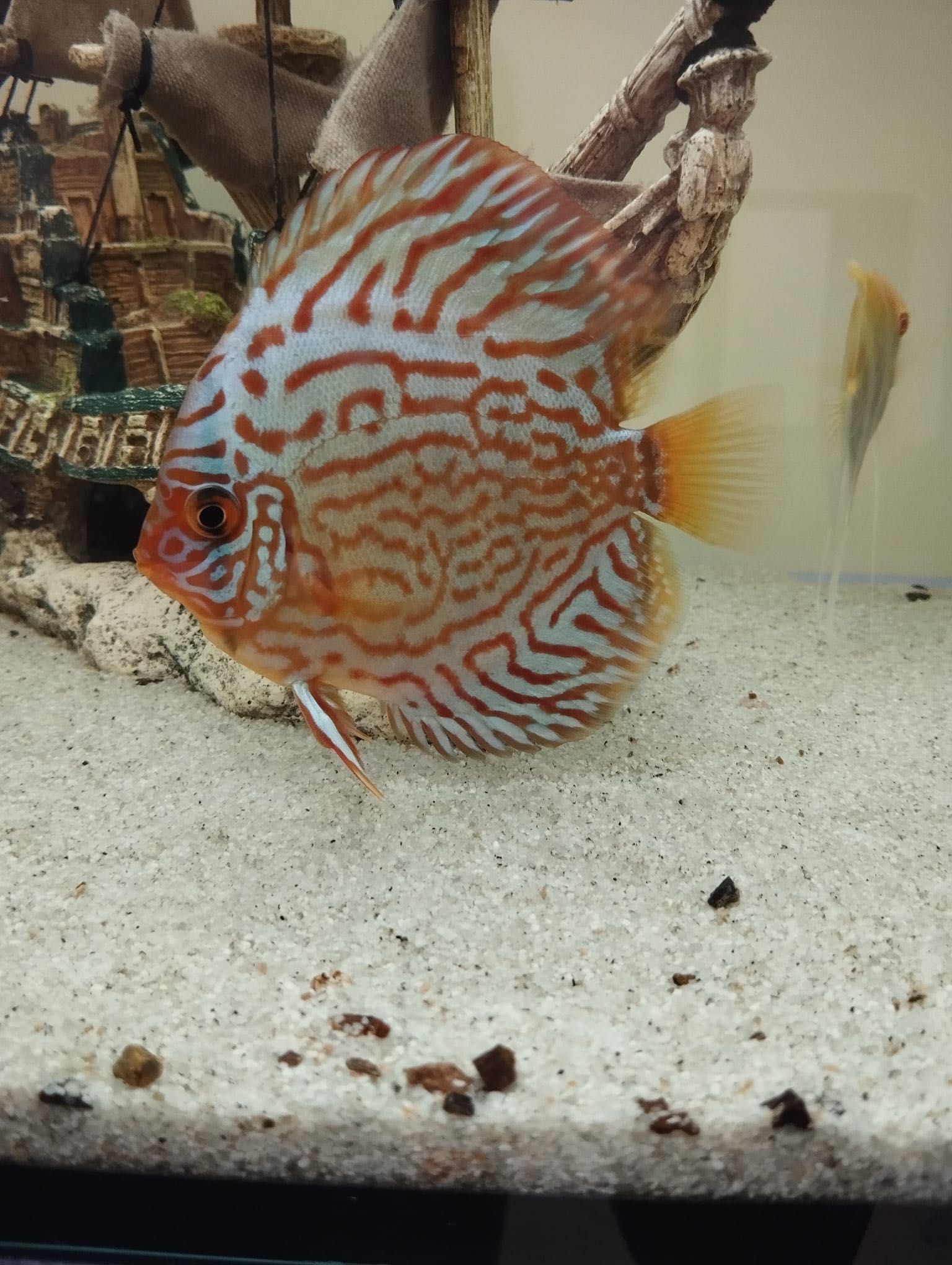 Discus red turquoise