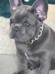 Buldog francuski  / Blu piesek