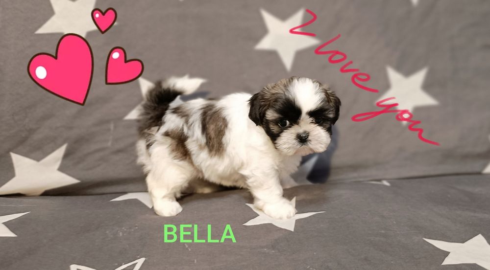 Shih Tzu suczka z rodowodem. Odbiór od 18.10.25
