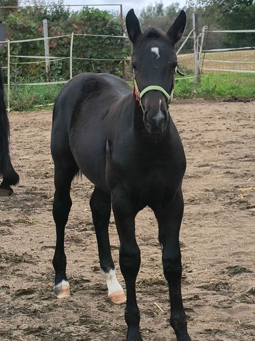 Sprzedam źrebaka klacz