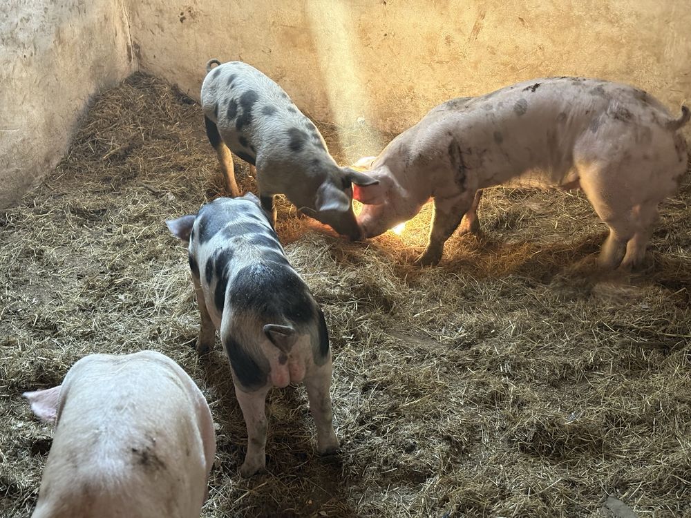 Porcas pientran porcos malhados de alcobaça