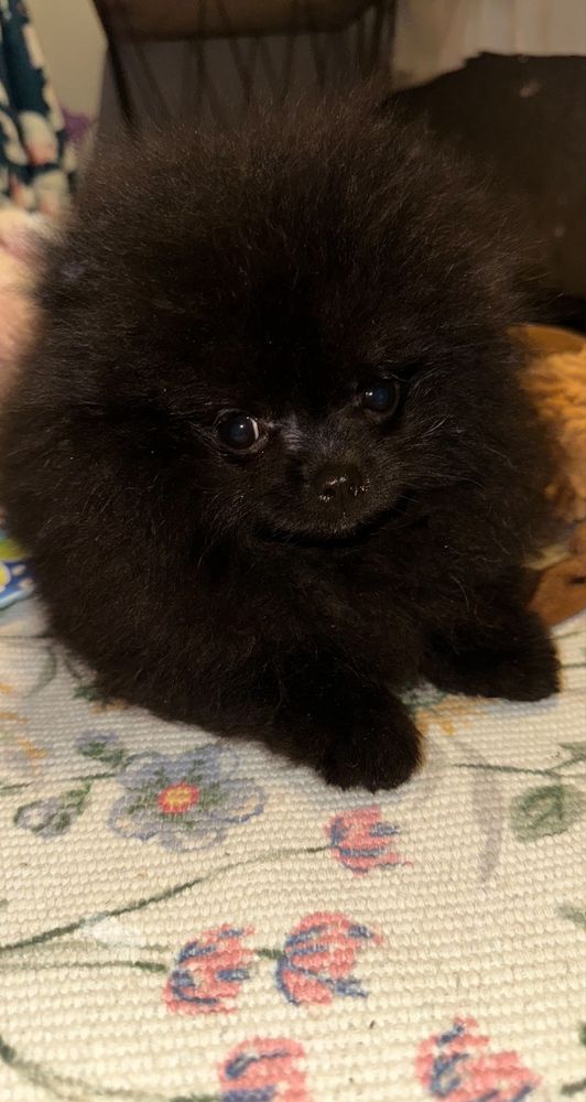 Szpic Miniaturowy Pomeranian czarny piesek