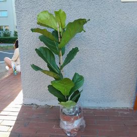 Ficus Lyrata 115cm