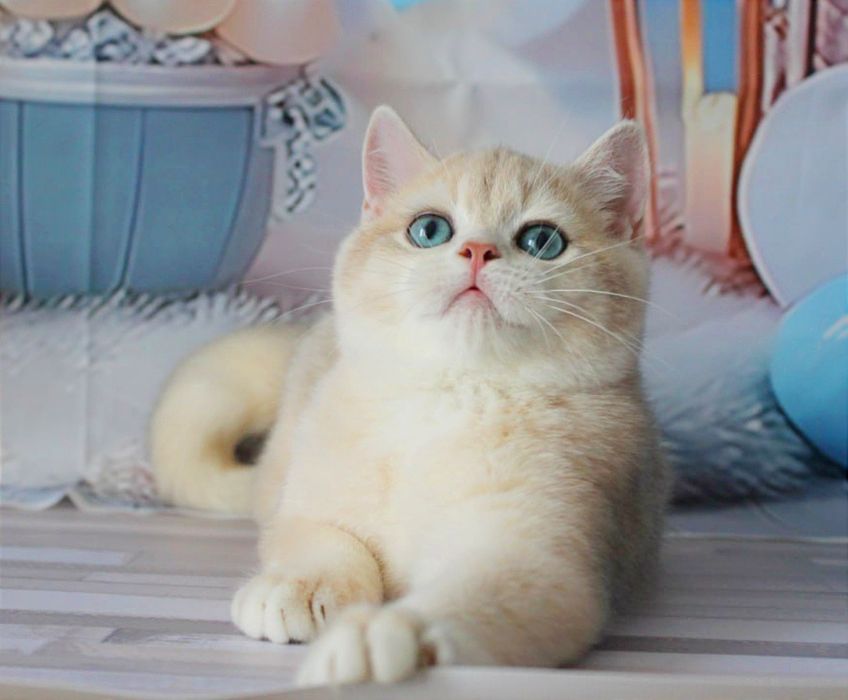 Британський красень- яскраве голубе золото чекає вас