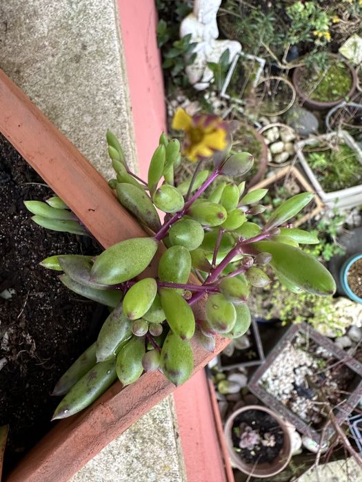 Suculentas colar de rubi