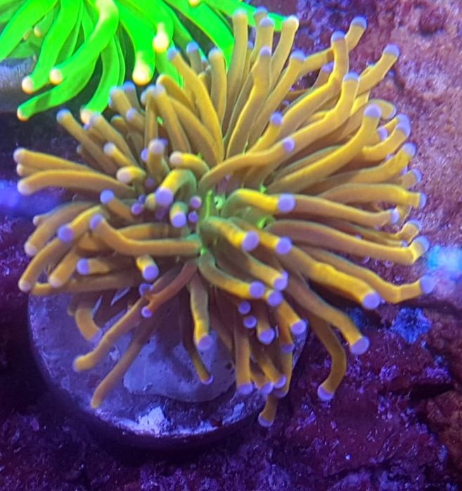 Euphyllia glabrescens Holy grail . Koralowiec LPS . Akwarium morskie