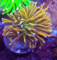 Euphyllia glabrescens Holy grail . Koralowiec LPS . Akwarium morskie