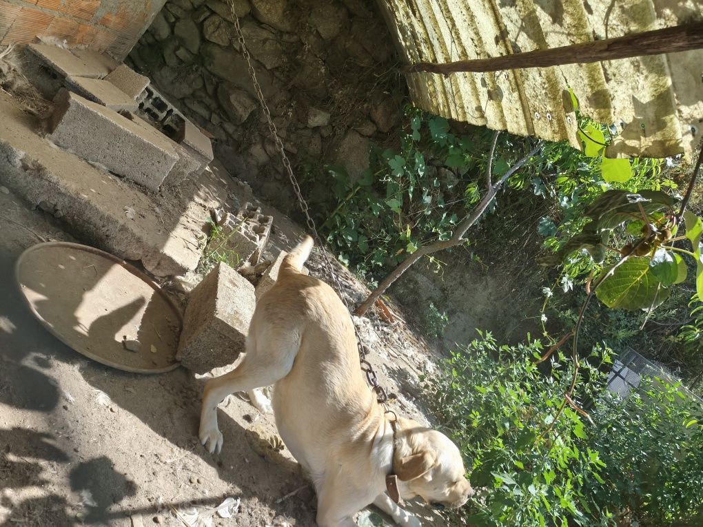 Cão labrador Puro
