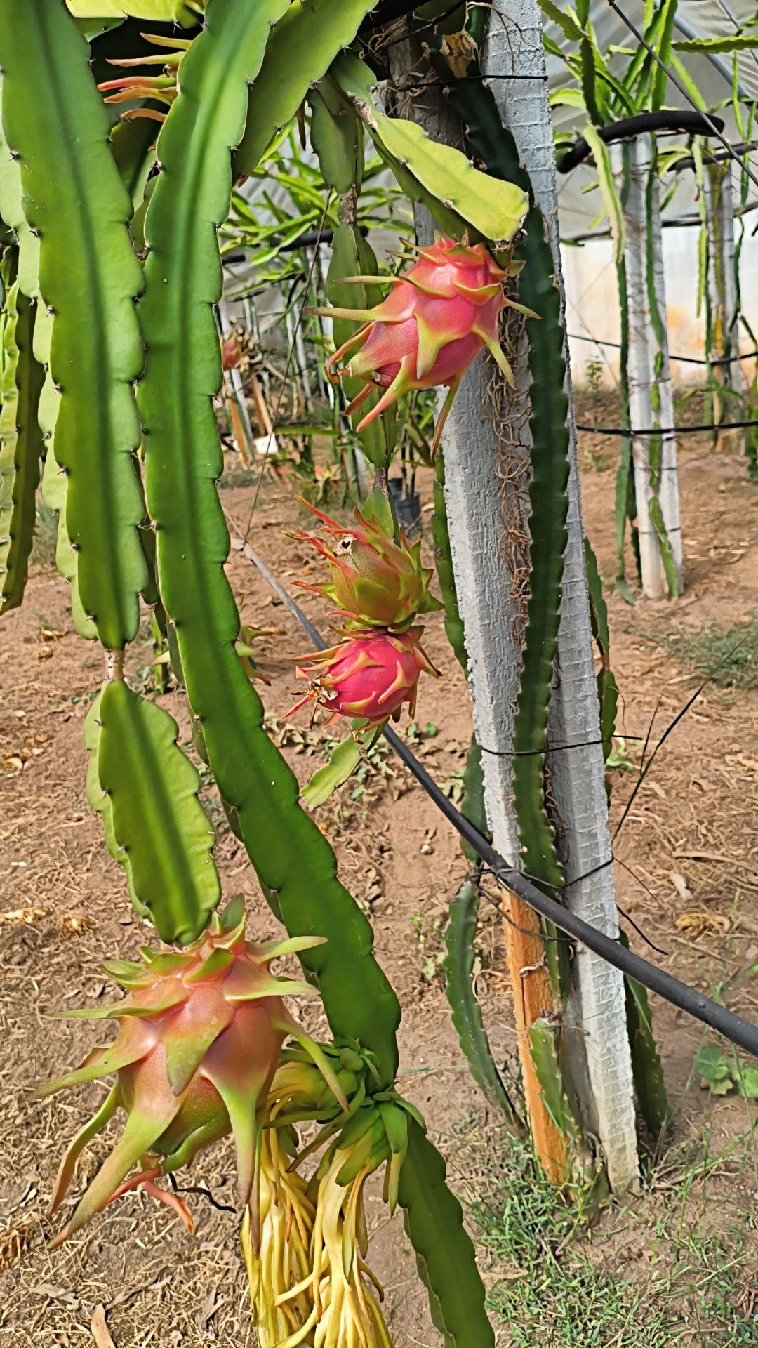 Pitaia cultivada em solo Português