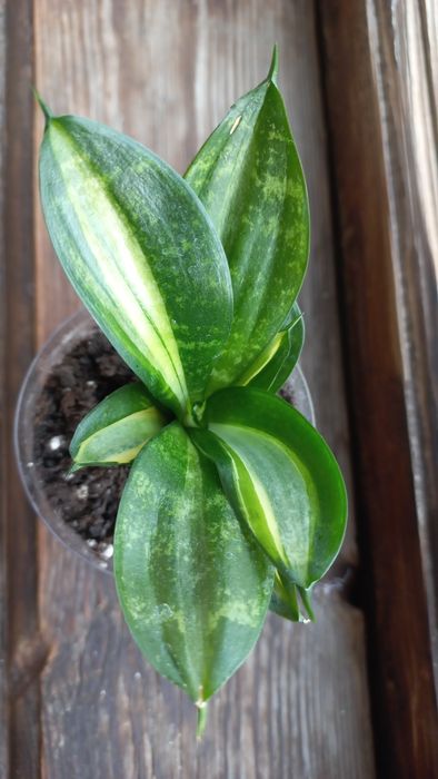 Сансевиерии, детки.
