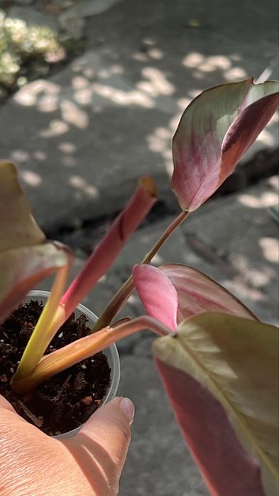 Calathea Silver Plate , відділила пагон з діткою, багато коренів