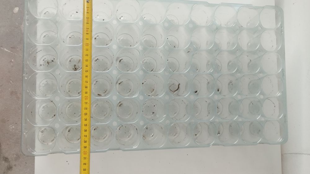 Multiplaty wielodoniczki