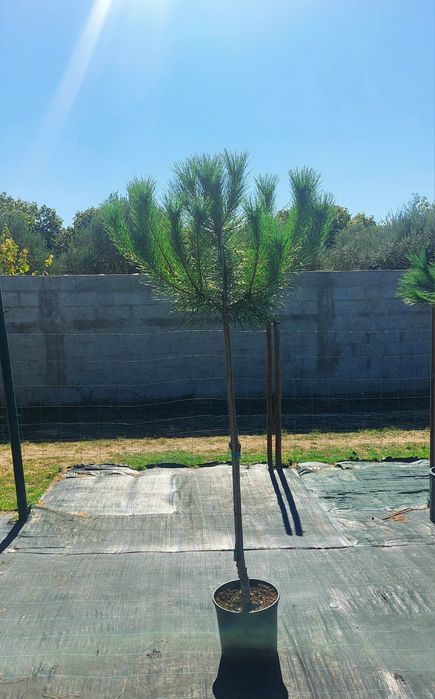 Lote 15  pinheiros mansos 1.60/1.80..Entrega incluída