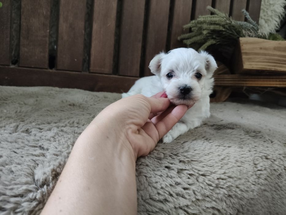 Bichon Maltês branquinho