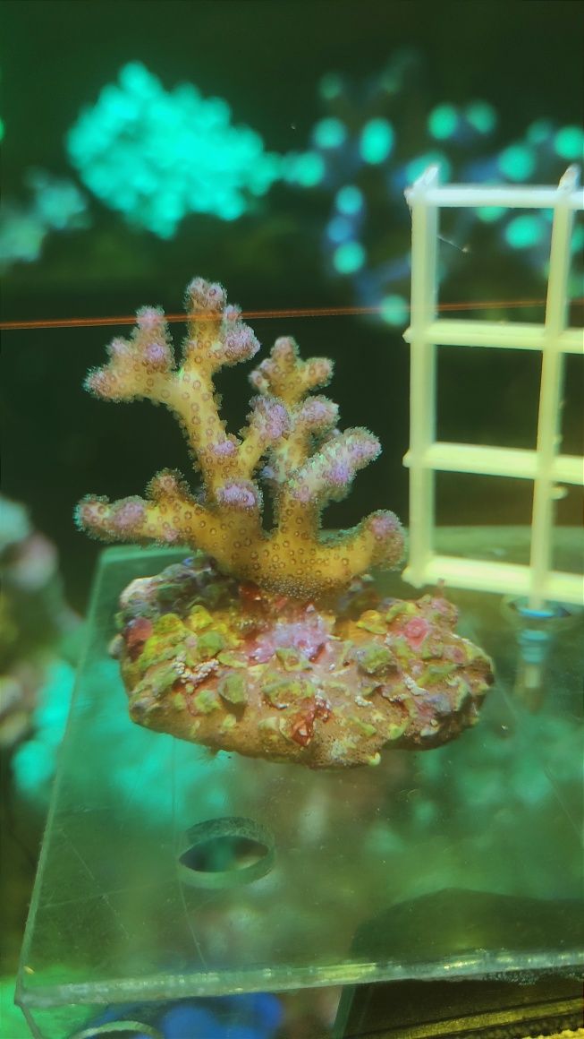 pocillopora damicornis

SPS morskie akwarium koral