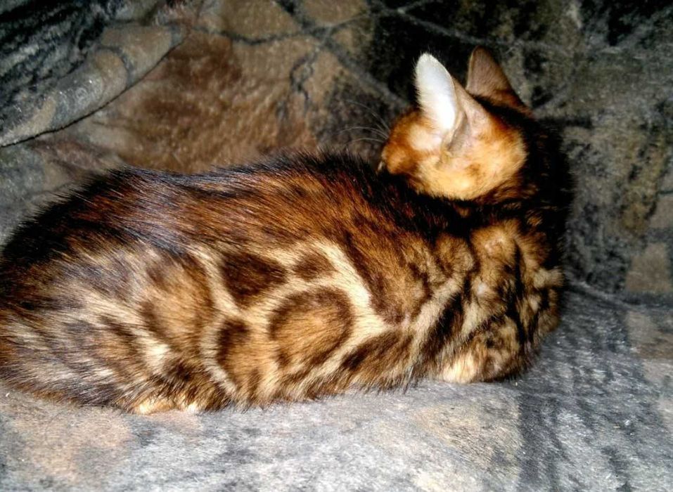 Торг є! Бенгальський хлопчик в золотому BENn24