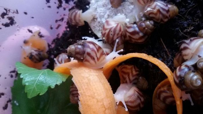 10 гр Ахатина ,АрхАхатина, Караколус, улитки сухопутные, равлики