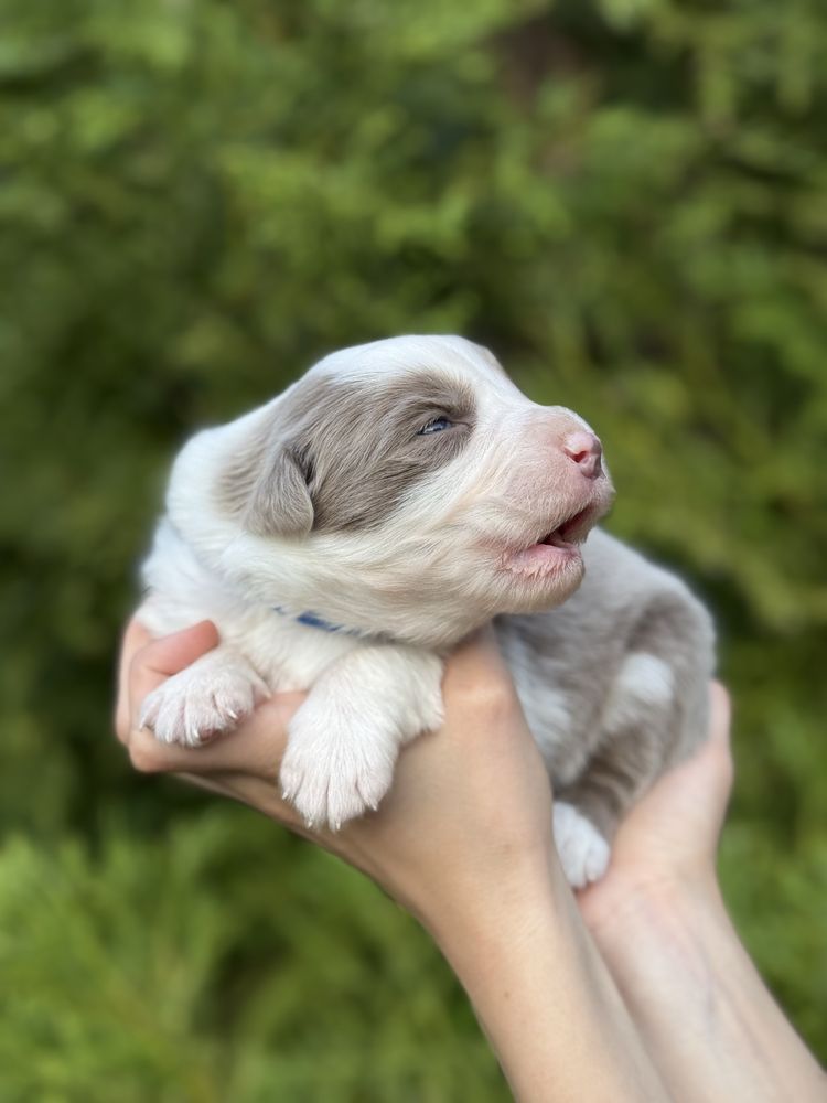 Border collie lilac