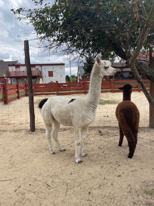 Alpaka Huacaya Żaklina samiczka 6 lat
