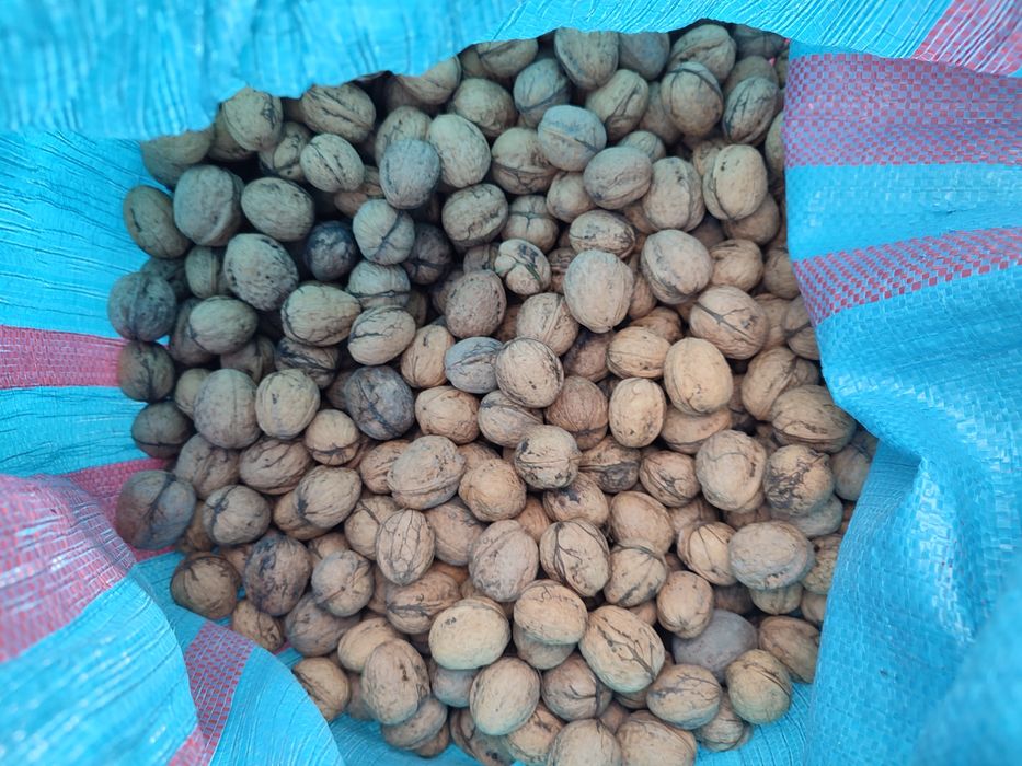 Orzechy włoskie nie łuskane, suszone