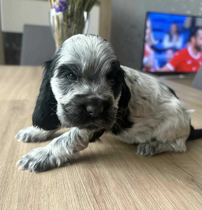 Piesek blue roan cocker spaniel angielski