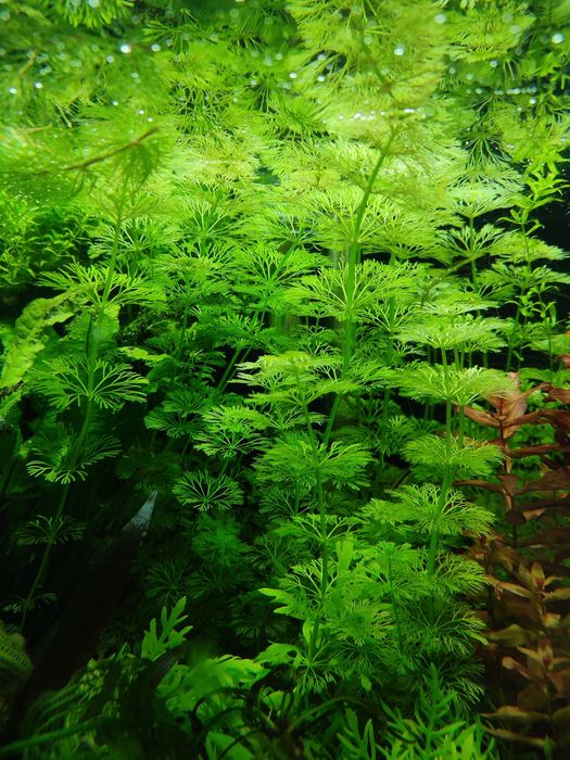 Sprzedam Limnophila Sessiliflora