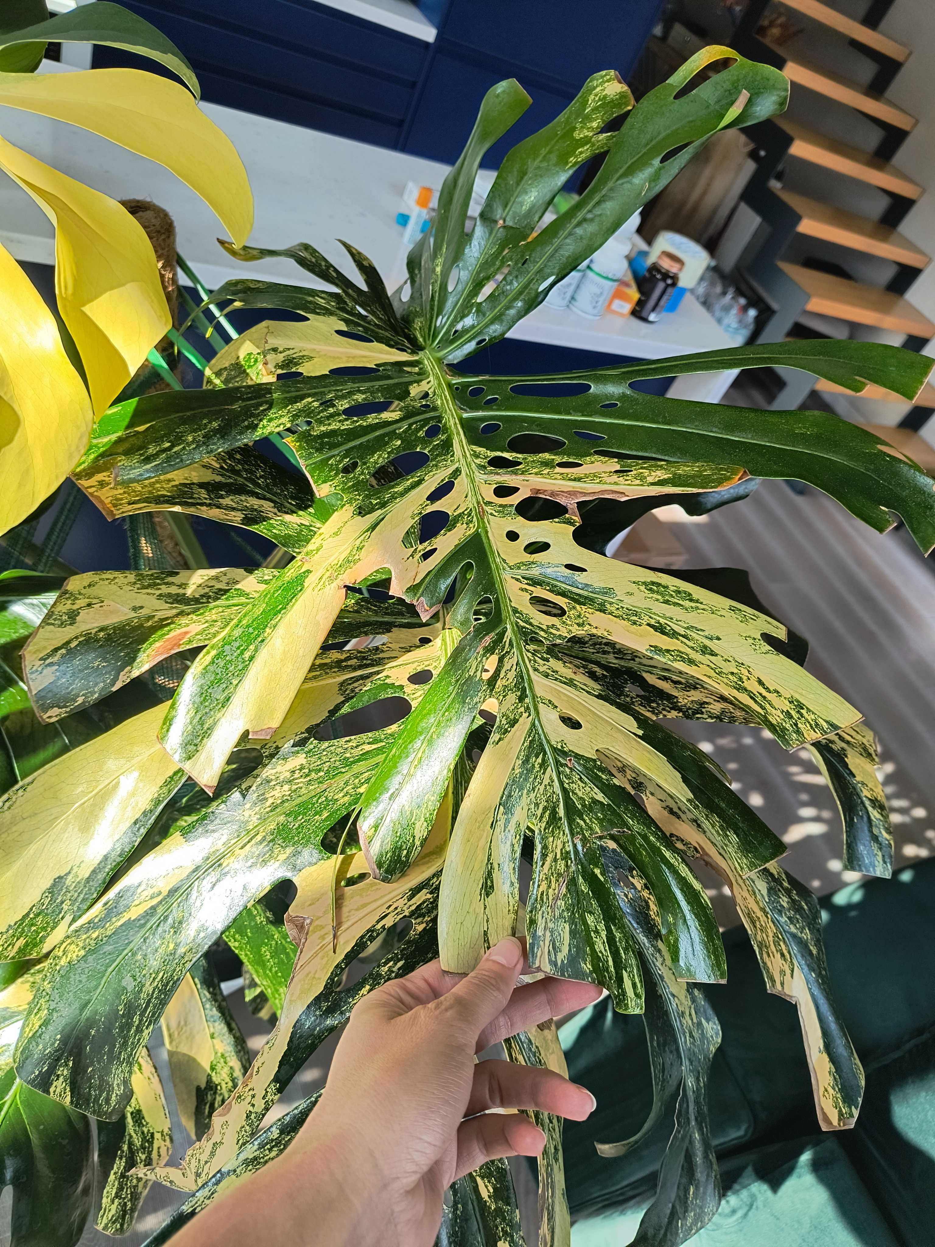 Pędówki Monstera Deliciosa Marmorata
