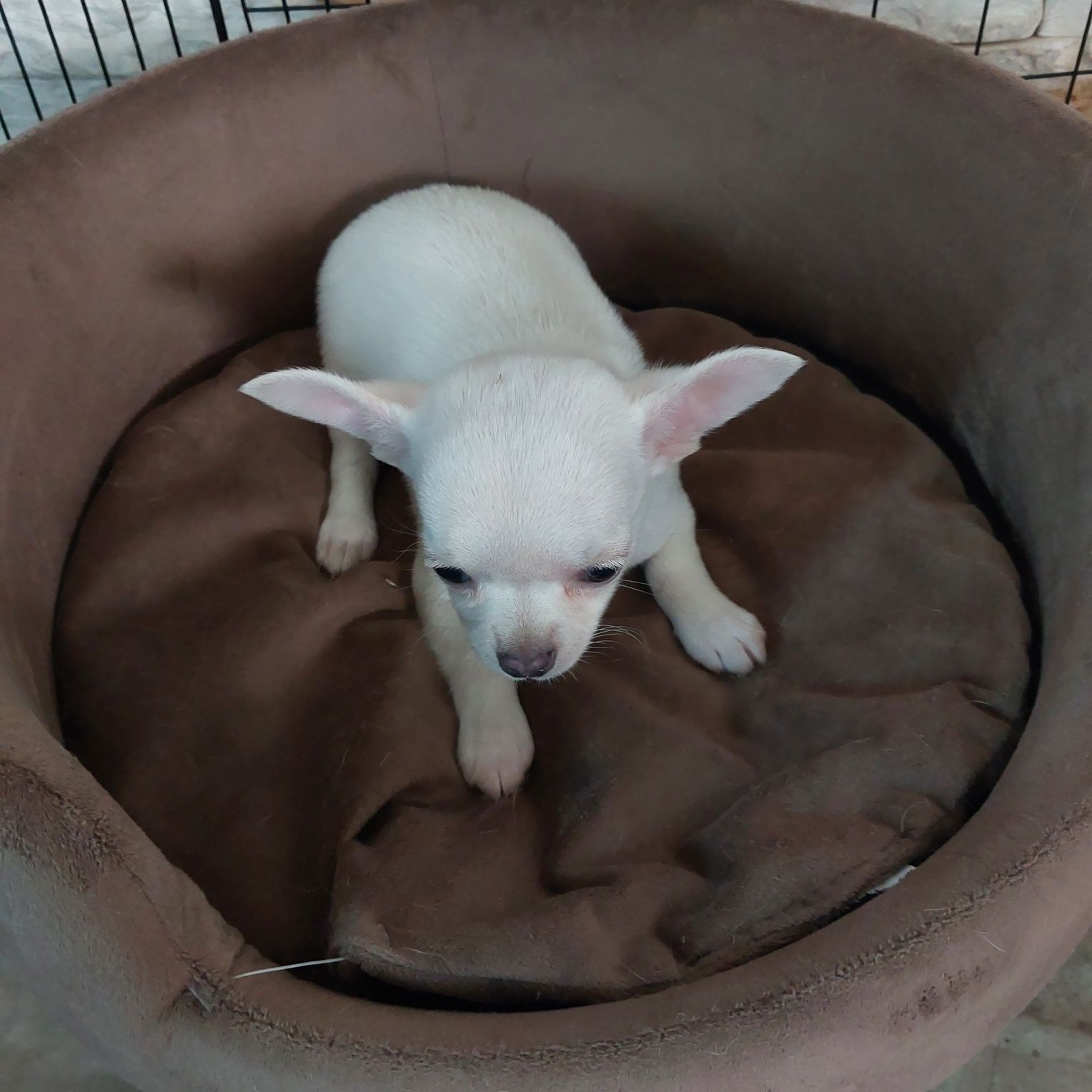 Śliczna suczka chihuahua z rodowodem