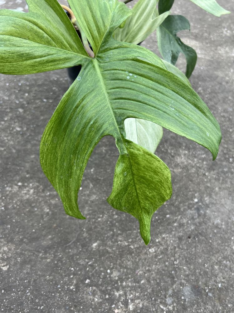 Philodendron Filodendron Florida Ghost duży