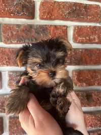 Suczka york yorkshire terrier