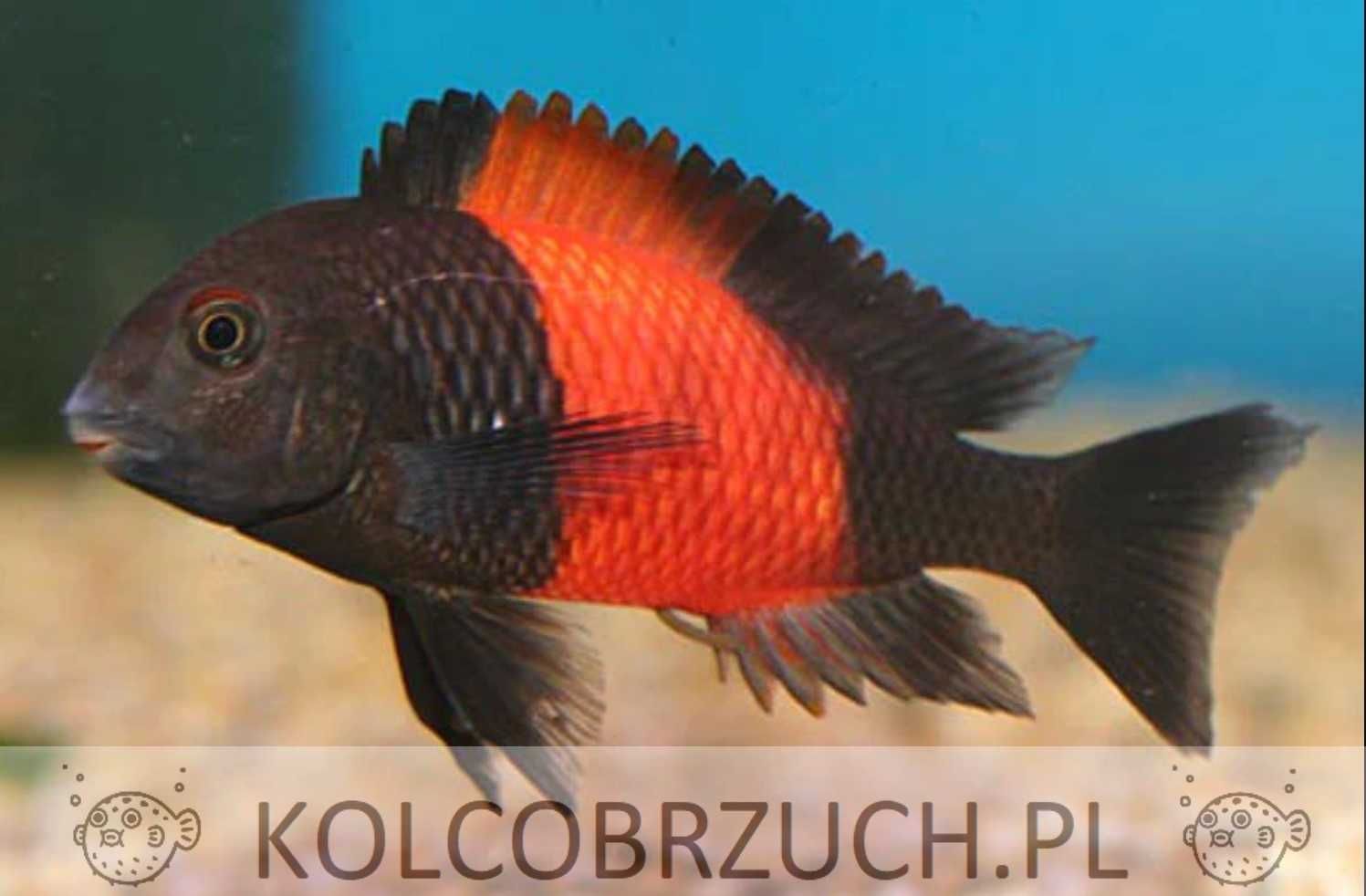 Tropheus sp. Bemba pokolenie F1 - TANGANIKA - IMPORT - dowóz, wysyłka