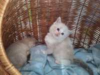 Ragdoll kocurek blue bicolor lynx