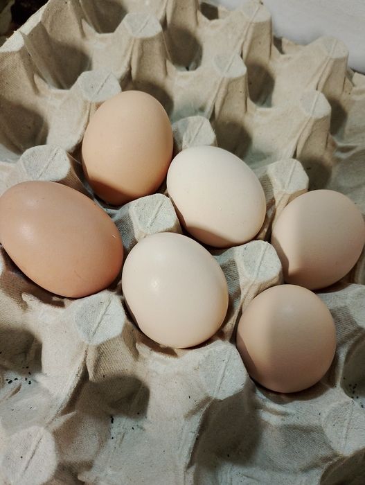 Jajka,jaja z małego gospodarstwa