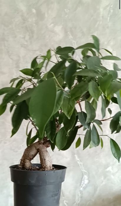 Дорослі фікус бонсай, та дітки Мокламе