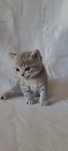 Koteczka Brytyjska silver tabby